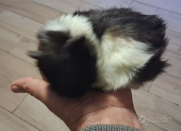 Cavie porcellini d'india