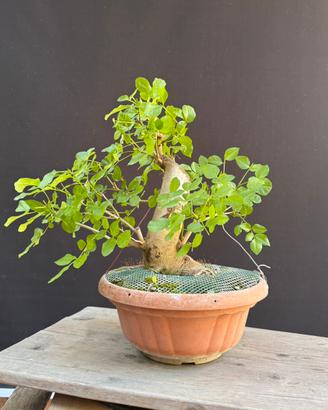 Bonsai frassino