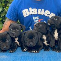 Staffordshire Bull Terrier