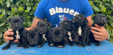 Staffordshire Bull Terrier