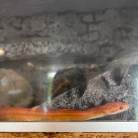 Serpente del grano