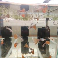 Guppy di selezione / show