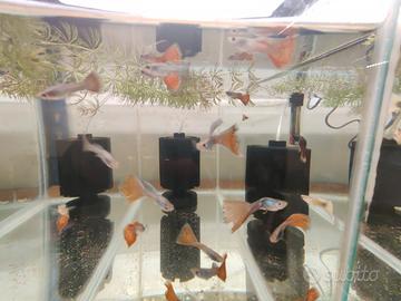 Guppy di selezione / show