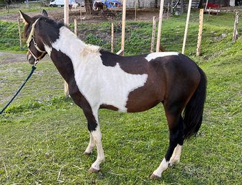 Coppia DOPPIO PONY
