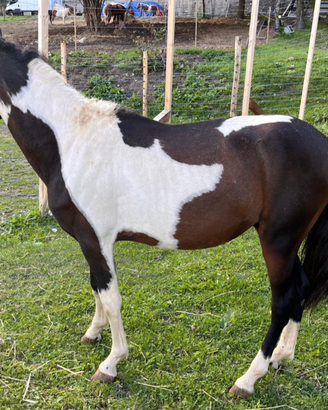 Coppia DOPPIO PONY