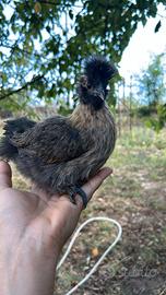 Coppie moroseta