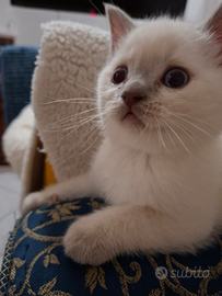 Scottish straight e scottish fold