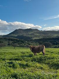 Mucca limousine pura