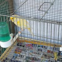 Canarino maschio malinois 2024 dal canto melodioso