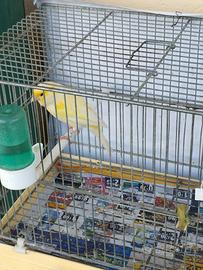 Canarino maschio malinois 2024 dal canto melodioso