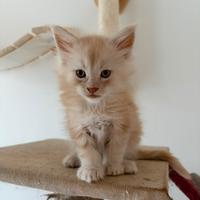 Maine coon con pedigree
