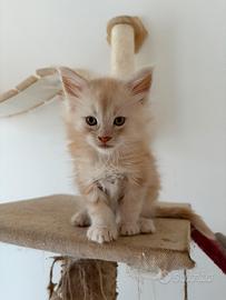 Maine coon con pedigree