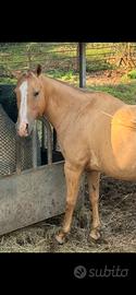 Cavalla paint Palomina