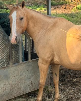 Cavalla paint Palomina