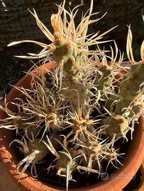 Cactus a spina di carta