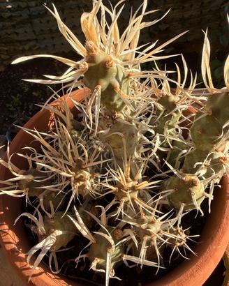 Cactus a spina di carta