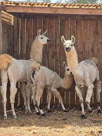 LAMA femmina