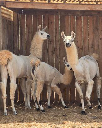 LAMA femmina