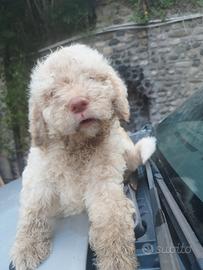 Cucciola di lagotto pura