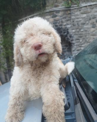 Cucciola di lagotto pura