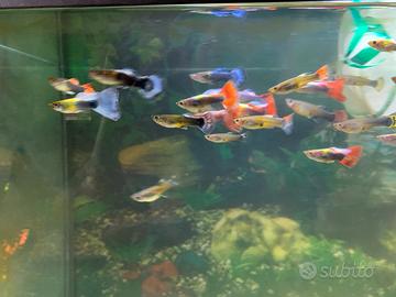 25 guppy 10