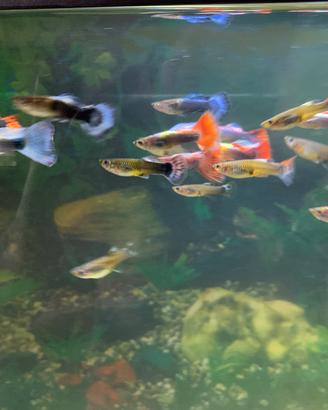 25 guppy 10