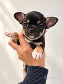 Cucciola Chihuahua femmina con pedigree ENCI