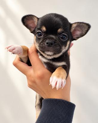 Cucciola Chihuahua femmina con pedigree ENCI