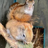 Scoiattoli rossi americani