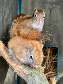 Scoiattoli rossi americani