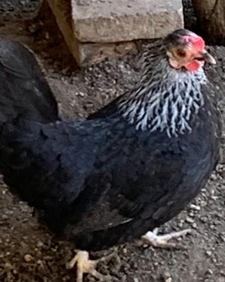 Galline