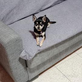 Cuccioli a Crotone