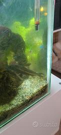 Pesce gatto da acquario Platydoras armatulus