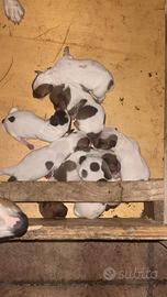 Jack Russell Terrier zampa corta