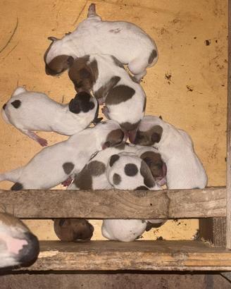 Jack Russell Terrier zampa corta