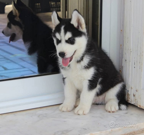 Husky Cucciola