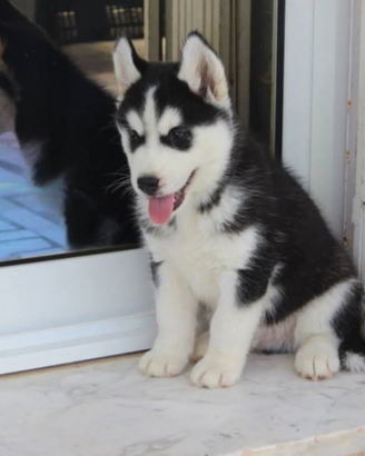 Husky Cucciola