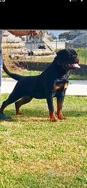 Rottweiler