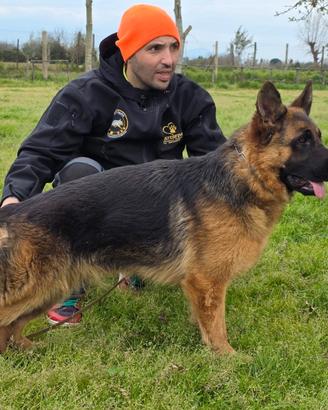 Pastore Tedesco cucciola di 12 mesi super Pedigree