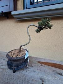 bonsai 