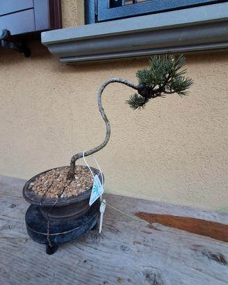 bonsai 