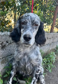 Cometa setter adozione del cuore