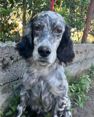 Cometa setter adozione del cuore