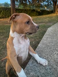 Cuccioli AMSTAFF PEDIGREE