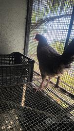 Galline nane