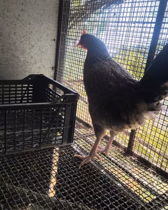 Galline nane