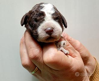Cuccioli Lagotto Romagnolo