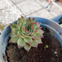 pianta succulenta sempervivum 