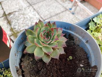 pianta succulenta sempervivum 