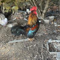 Galletti mugellesi o mugginesi